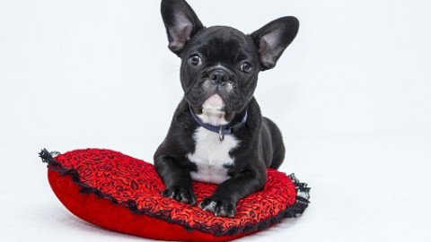 Come nutrire al meglio i cuccioli di cane – MarsalaOggi.it