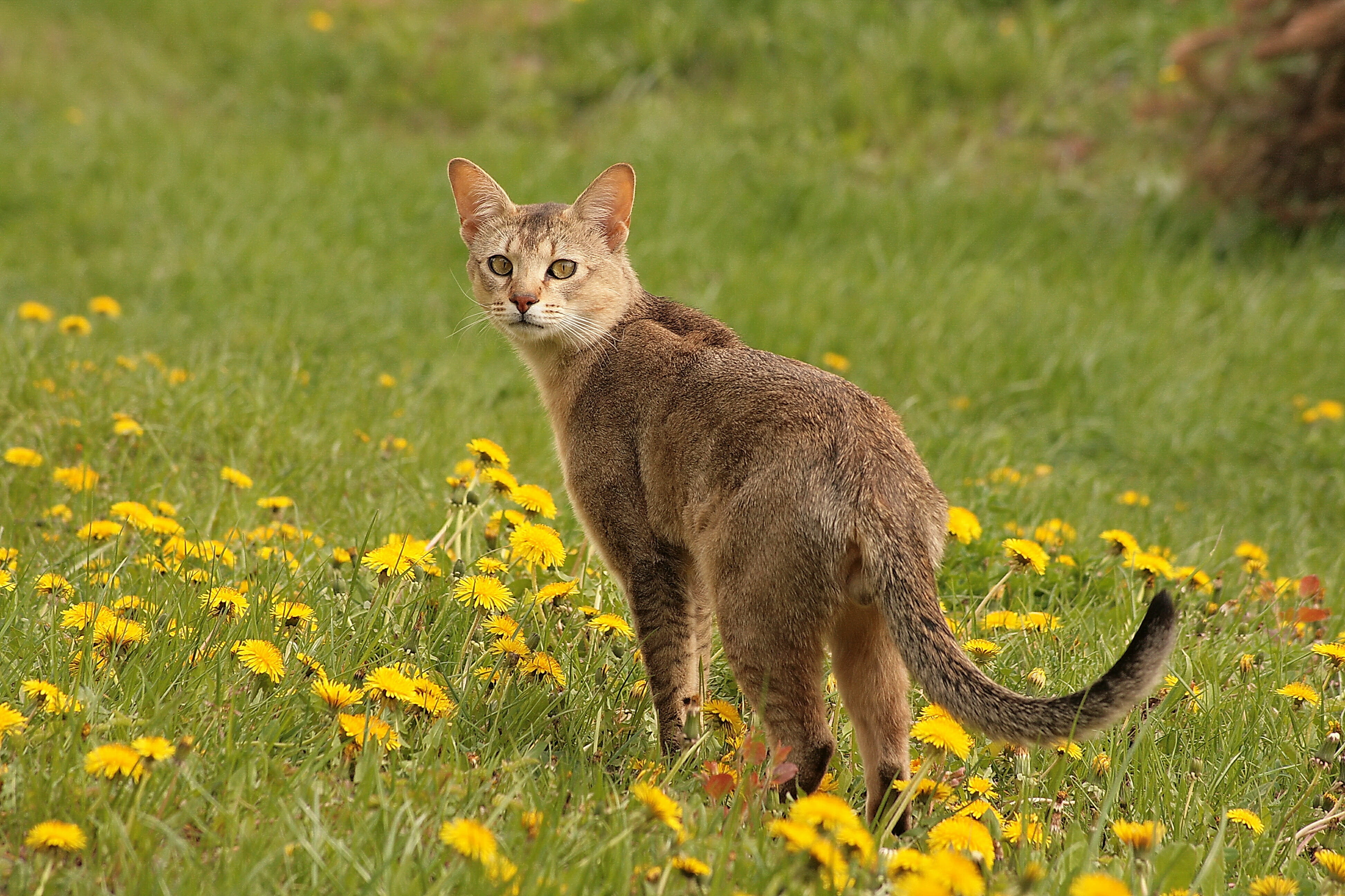 gatti giganti
