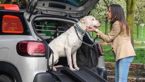 Gli errori da non fare quando si viaggia con animali in auto – Quotidiano.net