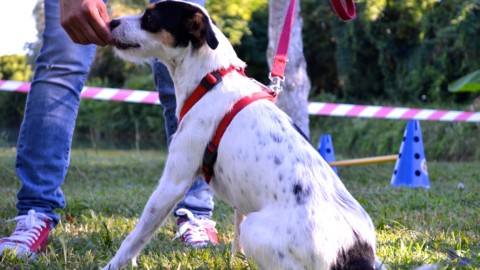 Agenda animale, gli appuntamenti del weekend del 12-13 maggio … – Il Sole 24 Ore