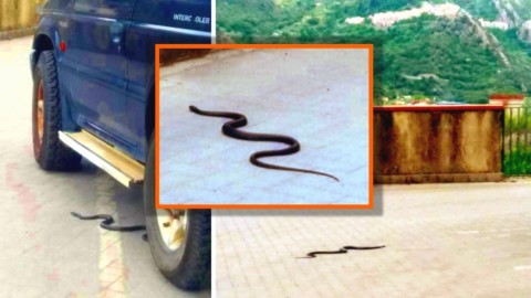 Francavilla di Sicilia: è “allarme serpenti” nel centro abitato – Gazzettinonline