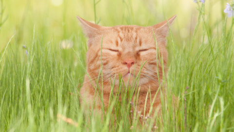 Come capire se il tuo gatto è felice – Vanity Fair.it