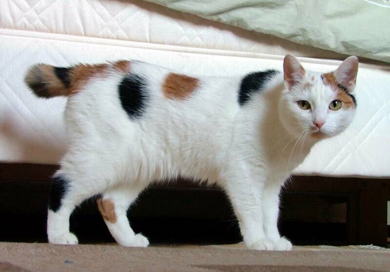 gatti giganti