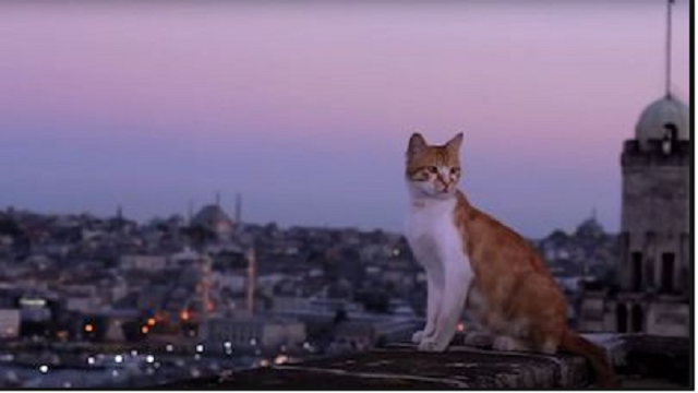 Kedi-La-città-dei-gatti