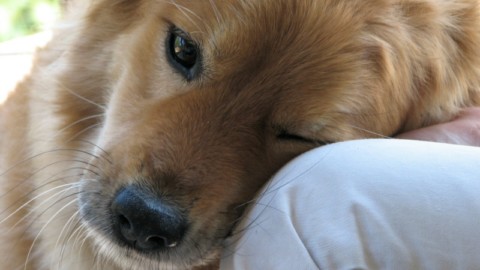 Pet therapy, guarigioni e business: i dubbi sugli “emotional support” – OFCS.Report (Comunicati Stampa) (Blog)