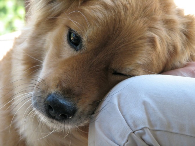 Pet therapy, guarigioni e business: i dubbi sugli “emotional support” – OFCS.Report (Comunicati Stampa) (Blog)
