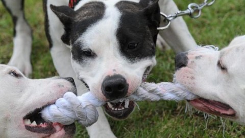 Cani aggressivi, l'esperta di comportamento: “Abbiamo due tre casi … – il Dolomiti