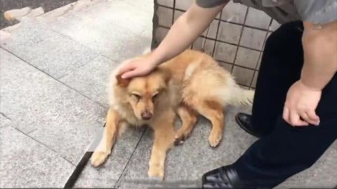 Il cane Xiongxiong e la paziente attesa del padrone – La Stampa