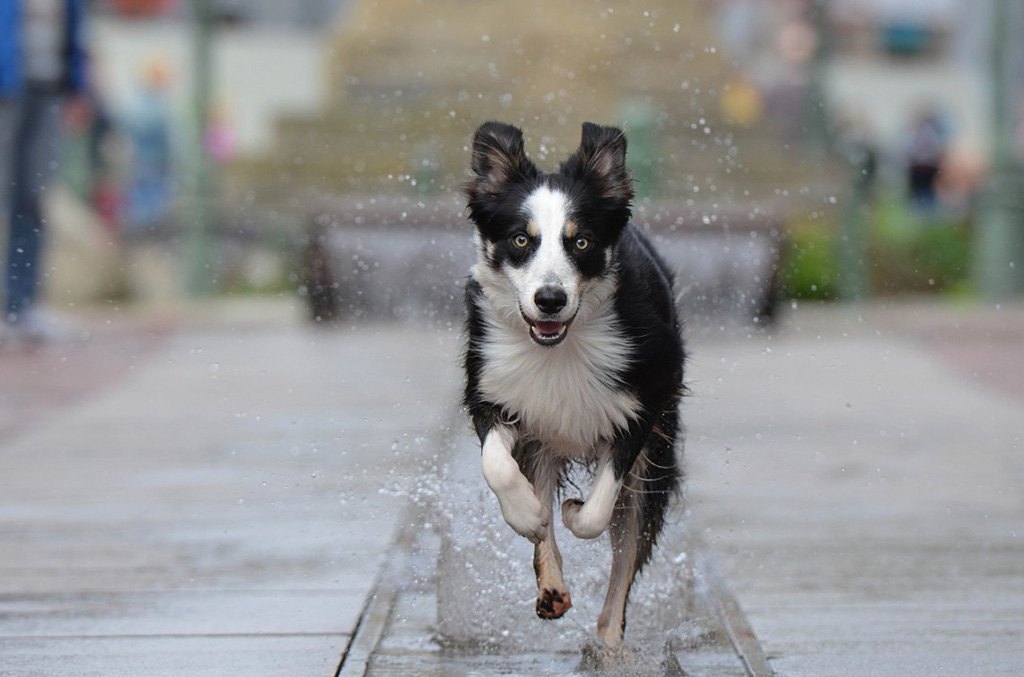 jogging col cane, razze ideali e suggerimenti utili