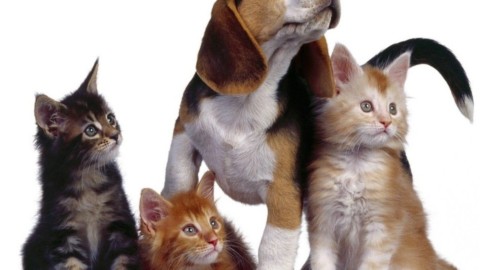 Castellana-Grotte – verso una città animal friendly – ViviCastellanaGrotte