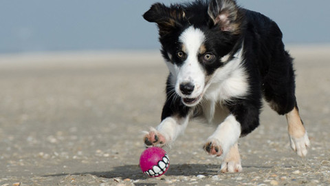 Età del cane: smentito il mito dei 7 anni – GreenStyle
