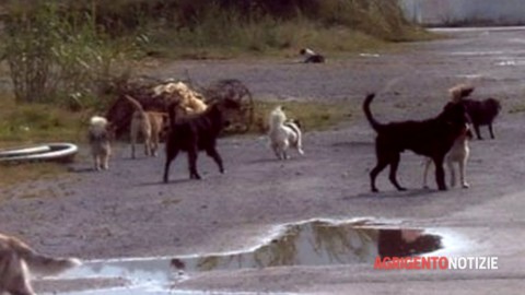 Nuove linee guida per la microchippatura dei cani, Lav: “Vanno … – Agrigento Notizie