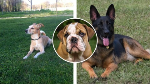 Cani, il falso mito dei sette anni rispetto all'età dell'uomo: ecco qual … – Corriere Adriatico
