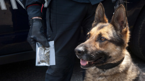 La marijuana non 'sfugge' al fiuto del cane, nei guai 46enne di … – Leccenews24