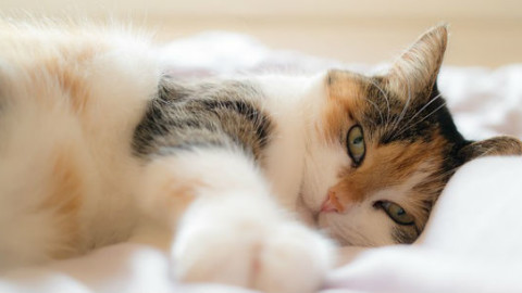 Gatto: 5 motivi perché evita la lettiera – GreenStyle