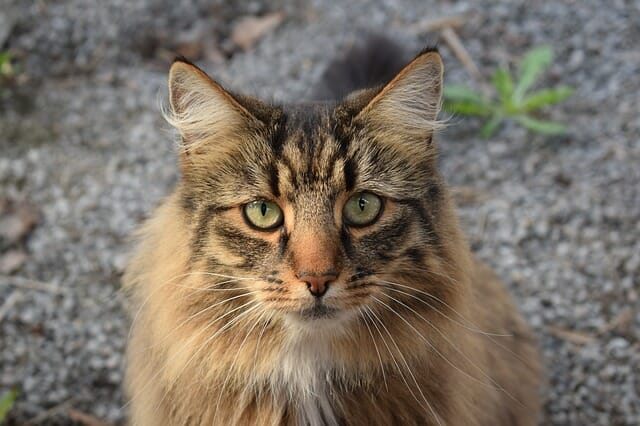 GATTI GIGANTI