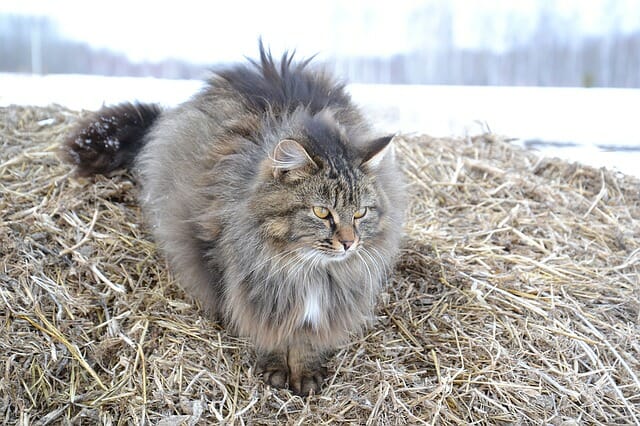 gatti giganti