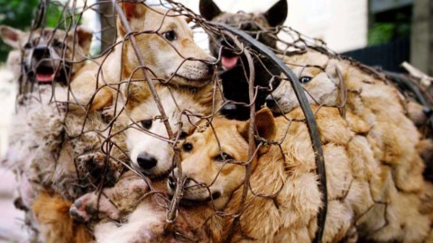 In Cina una petizione chiede al premier di fermare il massacro dei cani – TPI