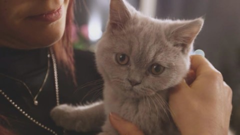 Matrimonio a Prima Vista 3, il gatto di Roberto e Daniela un british … – Sky Tg24