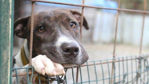 “Adotta un cane a distanza”, 25 affidati in un mese a Sassari – Casteddu on Line