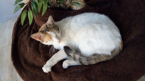 Un gatto avvelenato, altri spariti: anche a Vasto il sospetto dei … – Zonalocale (Comunicati Stampa)
