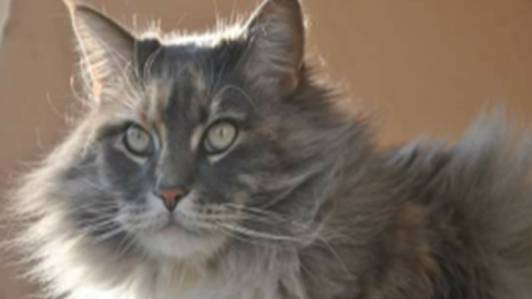 Chi è il gatto? Perche' vive con noi? – TargatoCn.it