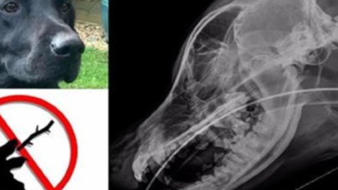 Attenzione! Un gioco che tutti facciamo col nostro cane, ma molto … – Blasting News