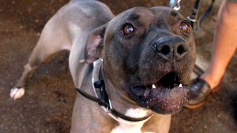 Cani inferociti attaccano un passante in mezzo alla strada – Il Tirreno