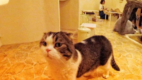Tokyo: apre un'incredibile città tutta dedicata ai gatti – SiViaggia