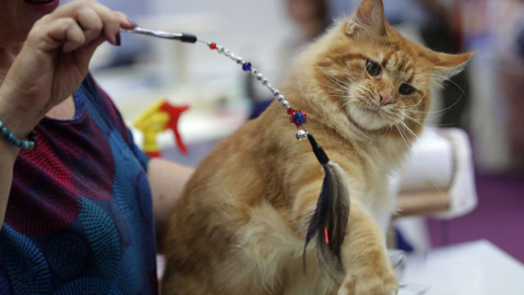 Maine coon, il gatto americano che somiglia a una lince – LifeGate