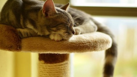Come scegliere il migliore tiragraffi per gatti – MondoGatti.com (Blog)