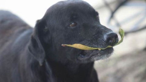 Il simpatico cane che compra i biscotti… con le foglie! – greenMe.it