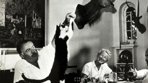 HemingwayDays / I gatti di Ernest – Varese Press – giornale online