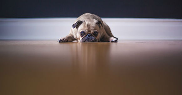Cane dieta