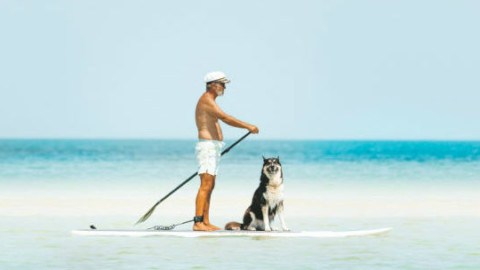 Cani e sole: 5 idee per la sua salute – GreenStyle