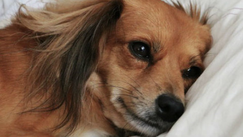 Cani: 5 segnali per riconoscere la gravidanza – GreenStyle