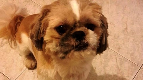 Shitzu sbranato per salvare i padroni. «I cani aggressori picchiati … – LeccoToday