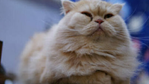 Gatti giganti: quali sono le razze più famose e di quali cure hanno … – TuttoGreen