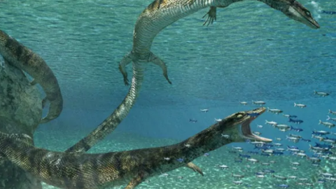 Fossile di lucertola preistorica scoperto a Nardò – La Gazzetta del Mezzogiorno