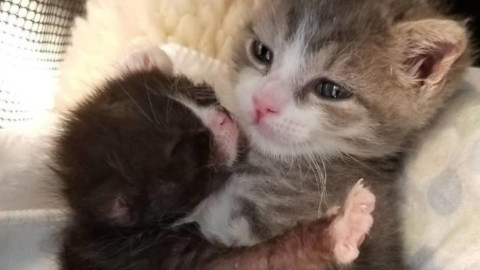 Un gatto che è sopravvissuto alla sfortuna ora aiuta i gatti in difficoltà – Fidelity News