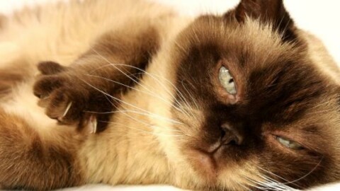 Che cos'è un gatto? – Il Foglio