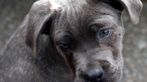 Udine, traffico cuccioli: confermata in appello condanna a 5 mesi per commerciante