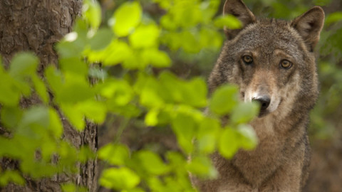 Bolzano, uccidere lupi non risolve il conflitto sul territorio. Replica a Dirigente Fauna selvatica