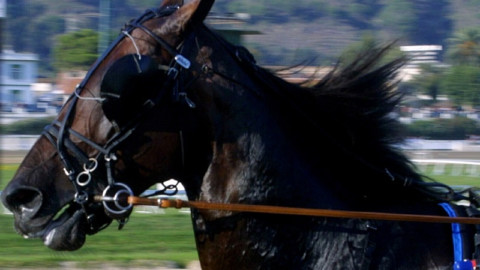 Giostra dell'Orso: gravissimo si continui a correre con processo in corso