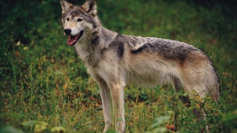 Lupi: nessuna cattura all'Argentario con trappole autorizzate a marzo