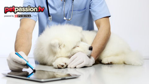 Check-up del cane, quali controlli bisogna fare per mantenerlo in … – Petpassion.tv