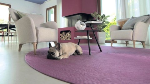 Pazzi per i bulldog francesi, i 10 consigli per proteggere i cani dal … – ANSA.it