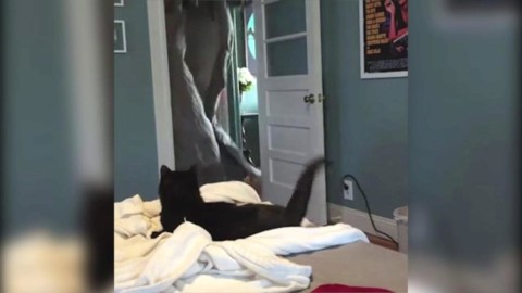 L'uomo si “fa sparire” dietro una coperta, il gatto non si dà pace – La Stampa
