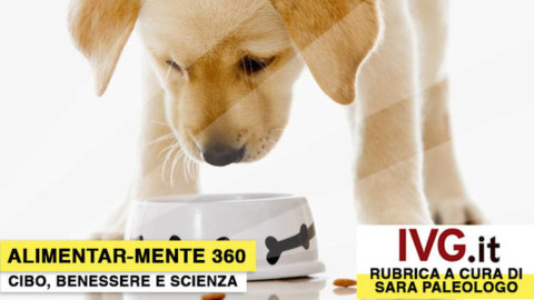 La ciotola per Fido: l'alimentazione ideale per il tuo cane… – Il Vostro Giornale