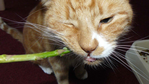I gatti possono mangiare gli asparagi? – inNaturale.com